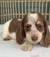 Chocolate & White Piebald Longhaired Dachshund Puppy — Gallery Photo