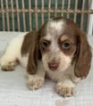 Chocolate & White Piebald Longhaired Dachshund Puppy — Gallery Photo