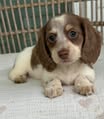 Chocolate & White Piebald Longhaired Dachshund Puppy — Gallery Photo