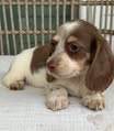 Chocolate & White Piebald Longhaired Dachshund Puppy — Gallery Photo